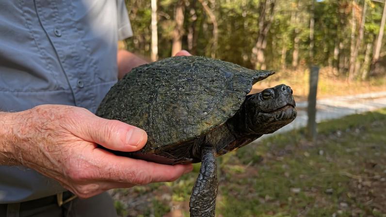 Yellow-bellied Slider