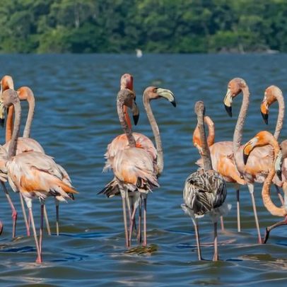 Novo acordo de terras controverso no Suriname ameaça a Floresta Amazônica
