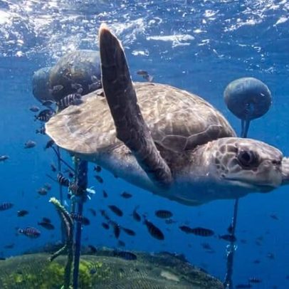 Dispositivos de pesca de atum abandonados poluem a Reserva Marinha das Galápagos
