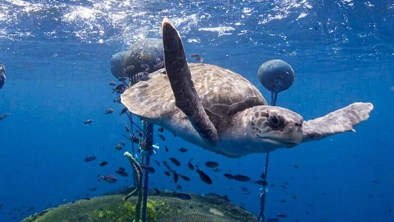 Loggerhead turtle swimming around fish aggregation device (FAD) belonging to the Ecuadorean purse seiner 'Ingalapagos', which was documented by Greenpeace in the vicinity of the northern Galapagos Islands.