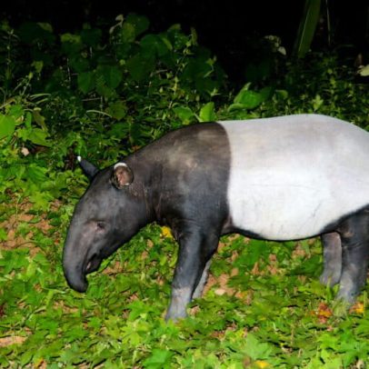 Na Tailândia, fotos antigas de armadilhas revelam tapirs asiáticos
