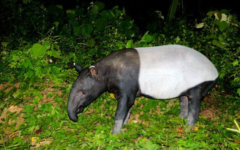 In Thailand, old camera-trap photos shed new light on Asian tapirs