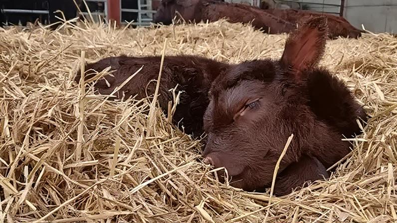 Fawn, a Lincoln Red, was born in the early hours of Sunday morning