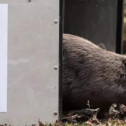Castores serão soltos para restaurar a natureza