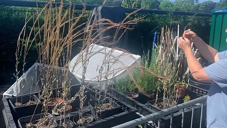 Volunteers can cultivate the herb at home before it is replanted