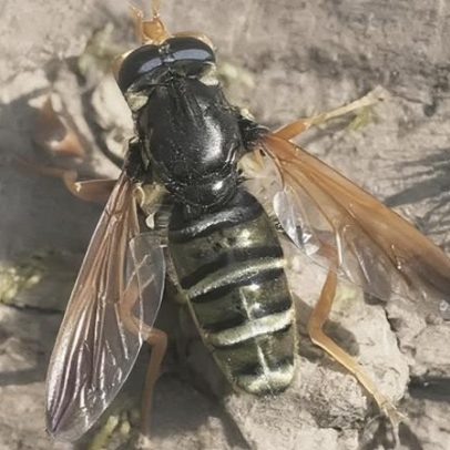Avistamentos de um dos insetos mais raros do Reino Unido triplicam