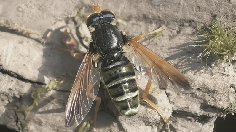 Sightings of the green forest hoverfly have tripled since 2022 and is only found in New Forest and Windsor Great Park