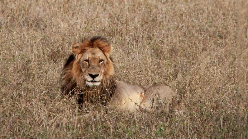 A lion in Africa.