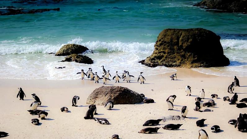 African penguins at a beach in South Africa.