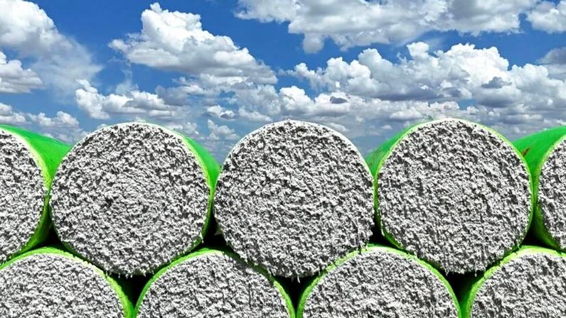 Algodão em Luis Eduardo Magalhães (BA)