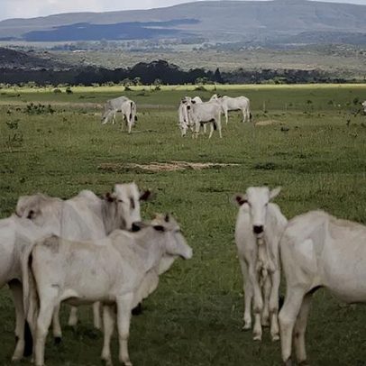 MBRF atinge rastreamento de 100% da cadeia de bovinos