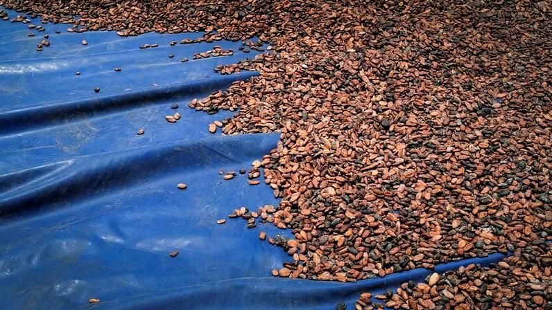 Processo de secagem de amêndoas de cacau