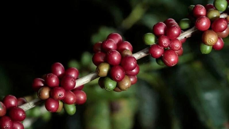 Frutos de café em maturação na planta