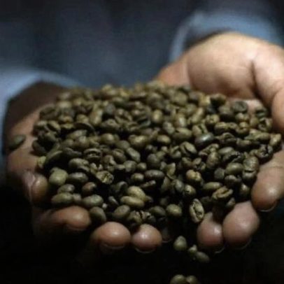Conab lança plataforma para monitorar sustentabilidade do café