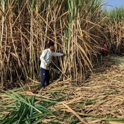 OIA reduz previsão de excedente global de açúcar para 2025/26