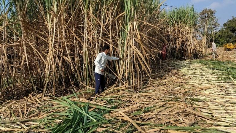 Trabalhador em área de produção de cana-de-açúcar