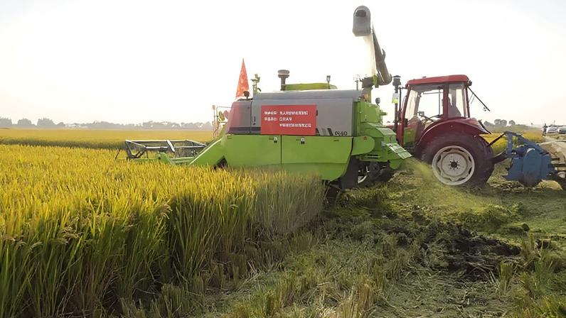 Colheitadeira automatizada colhe arroz ao lado de um trator durante um teste em um campo em Xinghua, província de Jiangsu, China