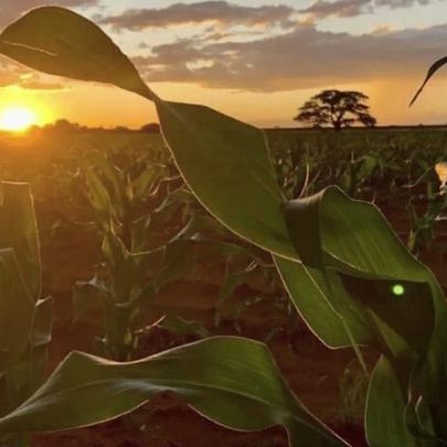 Eco Invest amplia escala com R$128 bilhões e mira o 4º leilão do agro