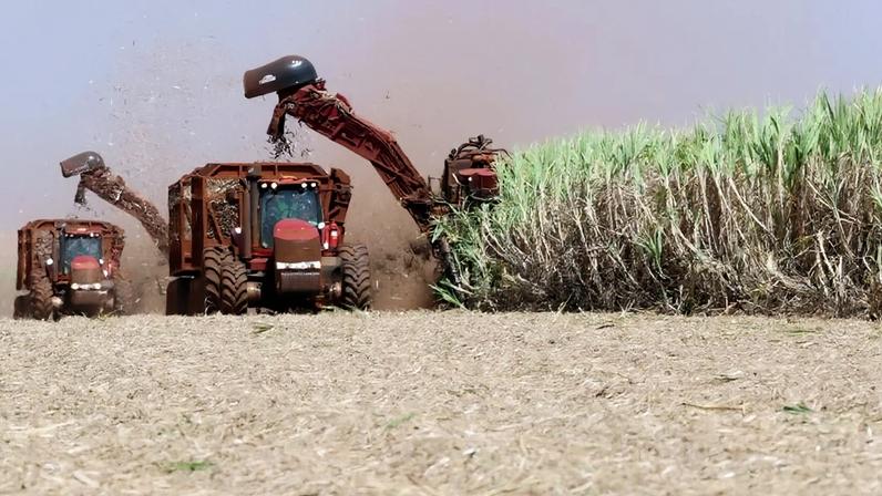 Máquina corta cana-de-açúcar em canavial da São Marrtinho em Pradópolis