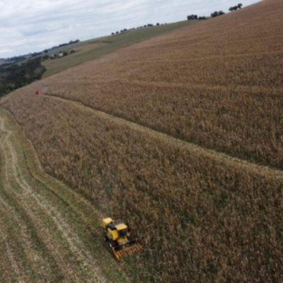 Reputação do USDA é impactada por revisões na área de milho nos EUA