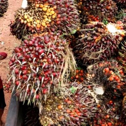 Exportações de óleo de palma da Indonésia sobem 9%