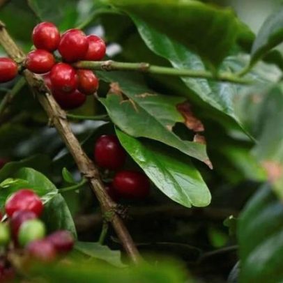 Safra de Café brasileira deve crescer 17% e atingir recorde em 2026