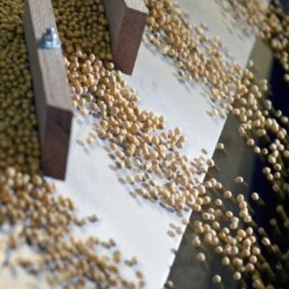 Colheita de soja em Mato Grosso atinge 78,34%