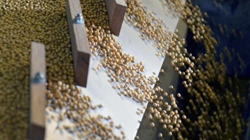 Colheita de soja em Mato Grosso atinge 78,34%