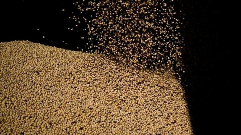 Descarregamento de grãos de soja