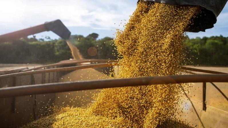 Descarregamento de soja colhida no campo