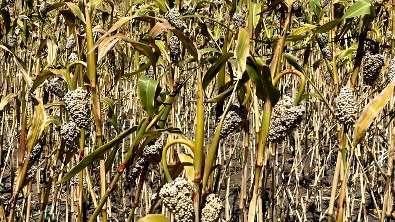 Plantação de sorgo