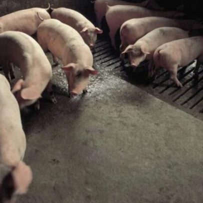 Espanha notifica OMS sobre caso suspeito de transmissão humana de gripe suína