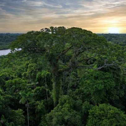 Mudanças climáticas alteram a diversidade de árvores na Amazônia e nos Andes