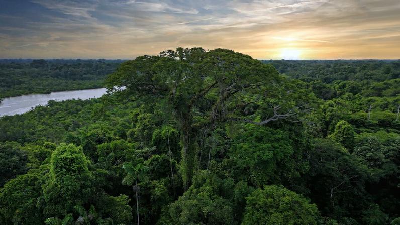 Emergent tree in the Amazon Rainforest, Ecuador. Image by Rhett A. Butler/Mongabay.