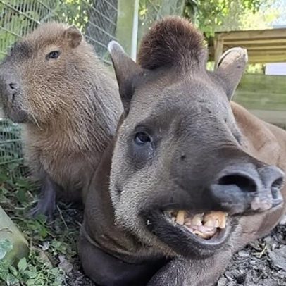 Capivaras e antas brasileiras, inseparáveis, são sacrificadas em zoológico