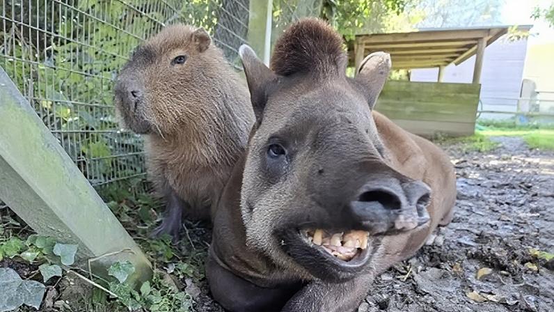 zoológico Newquay Zoo, no Reino Unido, informou nesta quarta-feira (25) a morte de dois animais que viviam juntos no recinto sul-americano: Johnson, uma capivara de nove anos, e Al, uma anta brasileira de 20 anos.
