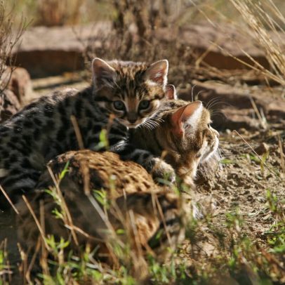 Tocas de roedores abrigam a menor felina da África