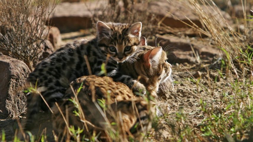 Black-footed cats (Felis nigripes) in southern Namibia. Image courtesy of Alex Sliwa