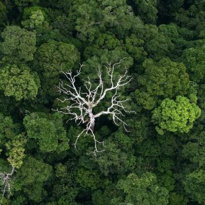 Vista aérea de Borneo revela paisagens e vida selvagem
