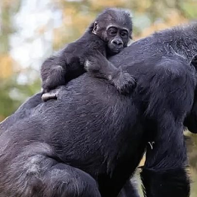 Gorilas transferidos de zoológico vazio para novo recinto