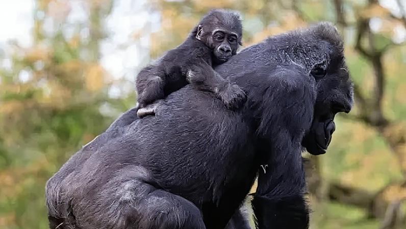 All eight gorillas in the colony have been moved over to their new enclosure
