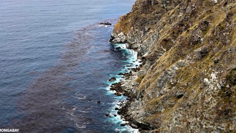 Coastline of Big Sur in California. In 2013, a group of researchers found eggs of California condors in the coastal redwoods of Big Sur contaminated with DDT, even though the pesticide has been banned in the U.S. since 1972. Image by Rhett A. Butler/Mongabay.