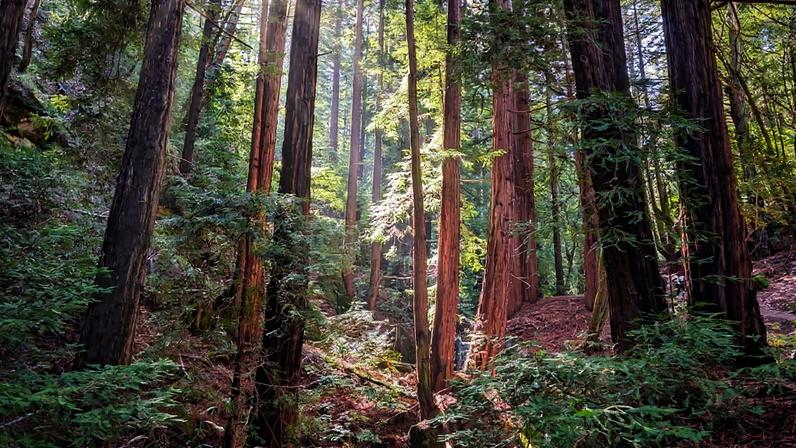 Redwoods in Thornewood Open Space Preserve in Woodside, California. Photo by Rhett Ayers Butler