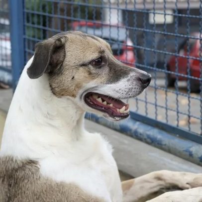 Cães e gatos poderão ser sepultados em jazigos familiares em São Paulo