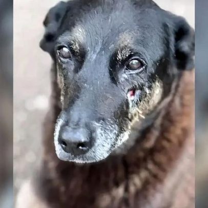 Adolescente deixa de ser suspeito na morte do cachorro Cão Orelha