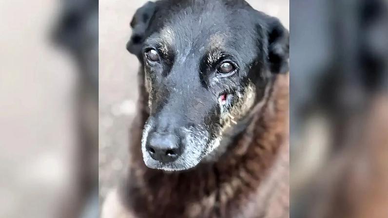 Adolescente deixa de ser suspeito na morte do cachorro Cão Orelha