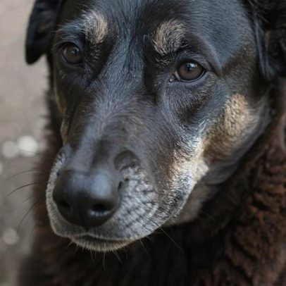 Hospital veterinário municipal passa a funcionar 24h em São Paulo