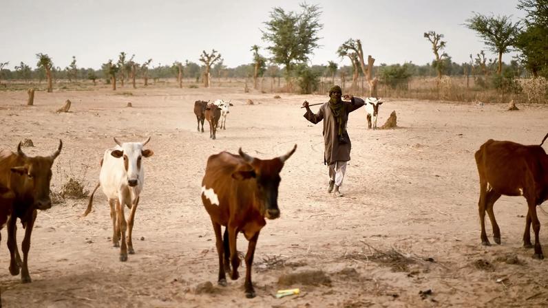 A Fulani herder leads his cattle to graze.