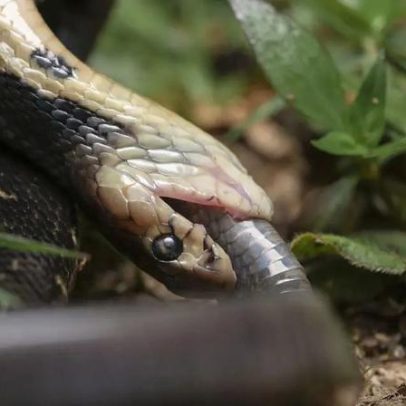 Evolução explica o canibalismo entre algumas cobras