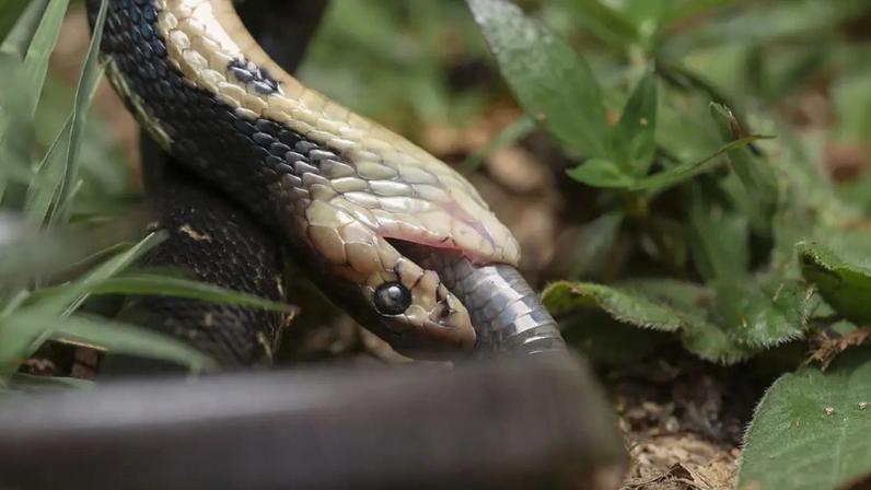 Registro de cobra da espécie Naja atra comendo outra cobra.